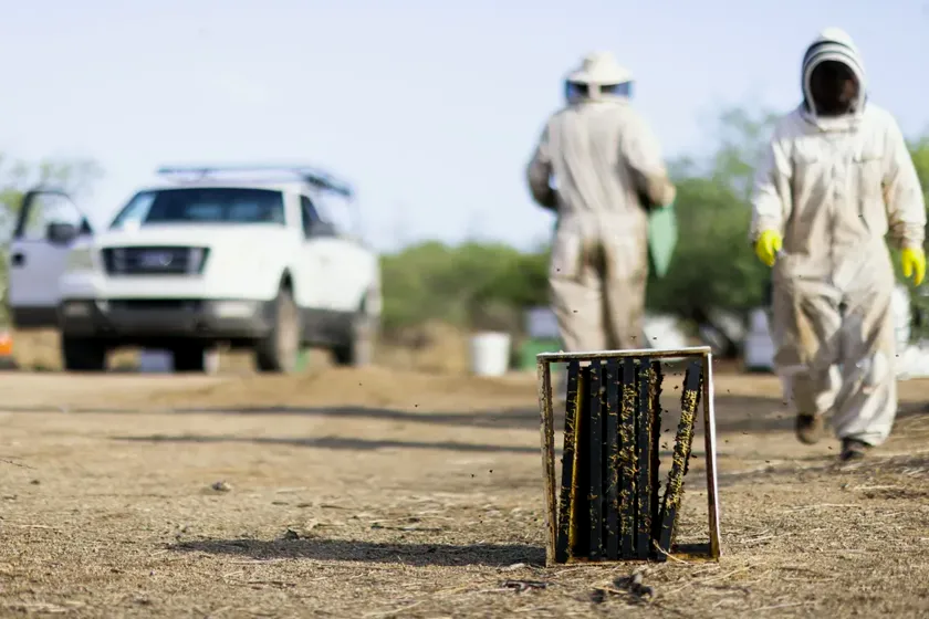 Colmena de abejas en el jardín: ¿se puede quitar?