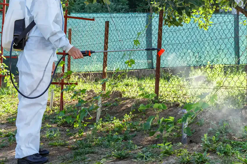 Tratamiento de la procesionaria en Sant Cugat del Vallès — NaturaPest